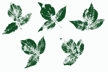 Natural raspberry leaves imprint, Grunge style, Vector, Isolated, Decorative elements for design	
