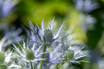 Close up of sea holly (eryngium) flowers in bloom