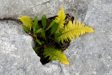 yellow leaf on a stone