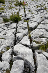 dead tree on the rocks