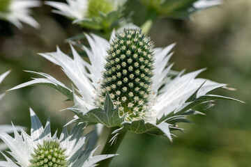 Close up of sea holly (eryngium) flowers in bloom