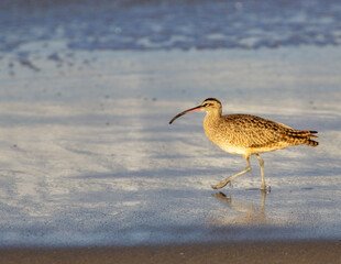 Coastal Bird