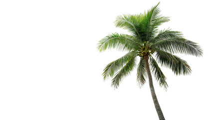 A tall green palm tree with a textured brown trunk on a clean white background or transparent png 