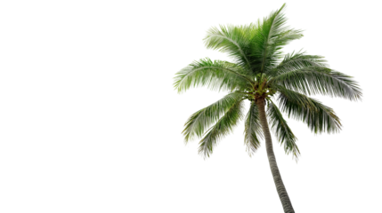 A tall green palm tree with a textured brown trunk on a clean white background or transparent png
