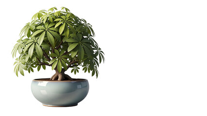 Lush Green Schefflera Arboricola Bonsai Tree in a Light Blue Ceramic Pot