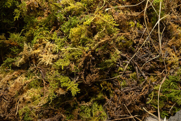 primer plano de musgo verde y vegetación café