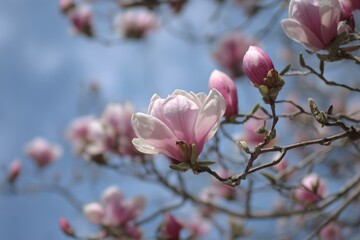 Delicate Magnolia Branches Dance in the Soft Morning Light Against a Serene Sky