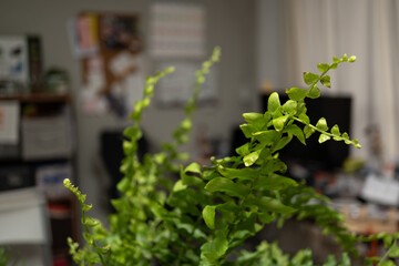 planta de helecho en medio de oficina con fondo desenfocado