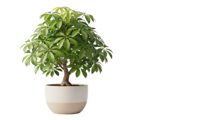 Lush Green Schefflera Arboricola Plant in a Modern Two Tone Pot