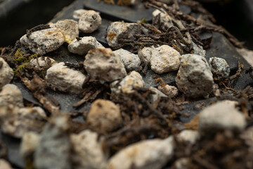Close-up of Soil, Roots, and Pebbles