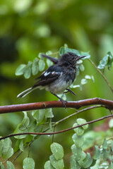 Juvenile Oriental Magpie-Robin with Prey on a Spiny Branch