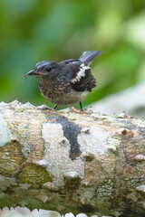 Juvenile Oriental Magpie-Robin with Prey on a Spiny Branch