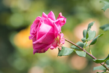 Obraz premium A Single Rose in Bloom, Ooty Flower show
