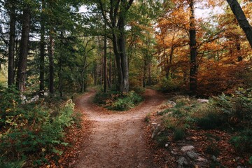 Fototapeta premium Tranquil Crossroads Among Autumn Foliage: A Beautiful Intersection of Footpaths in the Forest