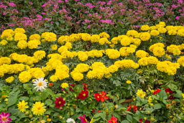 Obraz premium lower nursery with orchids, anthuriums, and gerberas in pots inside a polyhouse