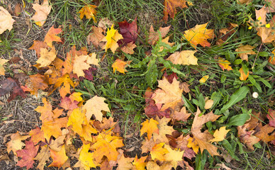 Close-up of a yellow maple leaf in the bright rays of the autumn sun
