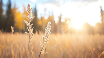 Fototapeta premium Golden grass field at sunset