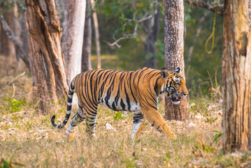 Bengal Tiger in Nagarhole Tiger Reserve, India