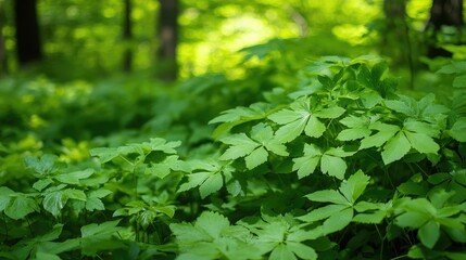 Obraz premium Green foliage lush nature background