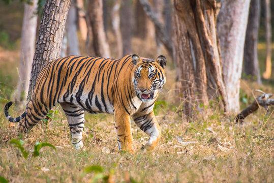 Bengal Tiger in Nagarhole Tiger Reserve, India