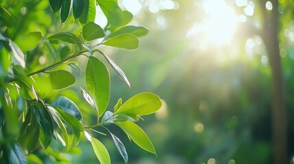 Obraz premium Green foliage sunlit closeup nature