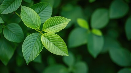 Fototapeta premium Green leaves close up nature background
