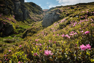 Fototapeta premium Stunning alpine landscape featuring a vibrant carpet of pink rhododendrons blooming on a mountainside. Majestic peaks and a cloudy sky create a dramatic backdrop.