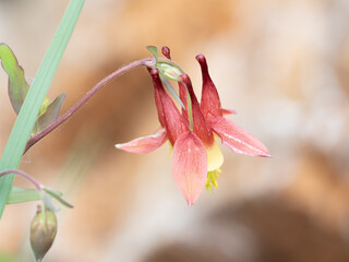 a beautiful red columbine blooming on a spring day