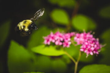 Bumblebee in Flight Near Pink Blossoms