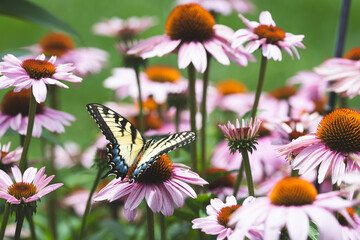 Eastern Tiger Swallowtail on Purple Coneflower