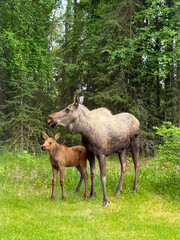 Moose mother standing with baby moose