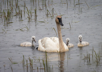 Cygnets swim with an adult trumpeter swan on a rainy spring day