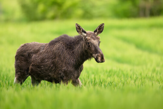 Elk  Moose close up ( Alces alces )