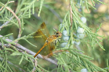 Dragonfly