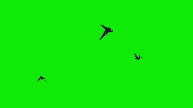 3 Black Swifts -Three Swallow Birds - Flying Around Screen Loop - Realistic 4K UHD 3D animation isolated on chromakey background
