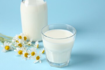 Fresh milk and chamomile flowers on light blue background, closeup