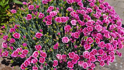 Sweden. Dianthus caryophyllus commonly known as carnation or clove pink, is a species of Dianthus native to the Mediterranean region. 