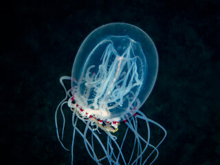 Polyorchis penicillatus Bell Medusa jellyfish hunting krill at night