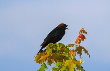 Singing Brown-headed Cowbird on Vibrant Maple