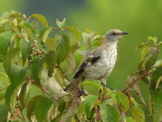 Northern mockingbird living within the woodland forest of the Middle Creek Wildlife Management...