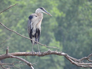 Great blue heron, perched on a tree branch, within the wetlands of the Middle Creek Wildlife Management Area, Lancaster County, Pennsylvania.