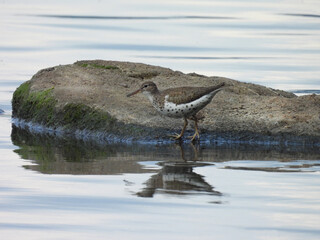 A spotted sandpiper enjoying a beautiful day, along the wetland shores of the Middle Creek Wildlife Management Area, Lancaster County, Pennsylvania.