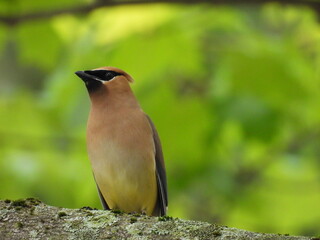 A cedar waxwing, enjoying a beautiful summer day, within the Middle Creek Wildlife Management Area, Lancaster County, Pennsylvania.