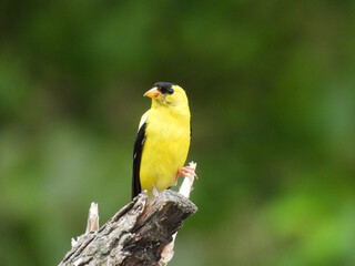 A male, American goldfinch, perched on a branch, within the wetlands of the Middle Creek Wildlife Management Area, Lancaster County, Pennsylvania.