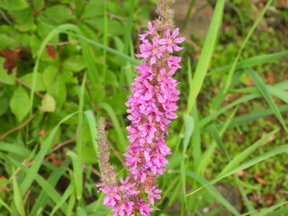 Purple loosestrife, bloomed within the wetlands of the Middle Creek Wildlife Management Area, Lancaster County, Pennsylvania.