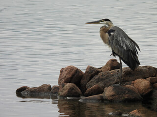 Great blue heron relaxing on the rocky, wetland shores of the Middle Creek Wildlife Management Area, Lancaster County, Pennsylvania.