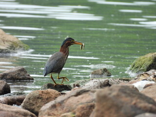 A hungry green heron, with aquatic prey in its beak. Middle Creek Wildlife Management Area, Lancaster County, Pennsylvania.