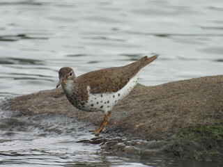 A spotted sandpiper enjoying a beautiful day, along the wetland shores of the Middle Creek Wildlife Management Area, Lancaster County, Pennsylvania.