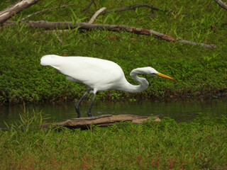 A great white egret in stealth mode, hunting for prey to eat, within the wetlands of the Middle Creek Wildlife Managemenbt Area, Lancaster County, Pennsylvania. 