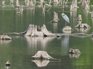 A great blue heron, standing still upon a submerged tree trunk, waiting to snatch a fish from the...